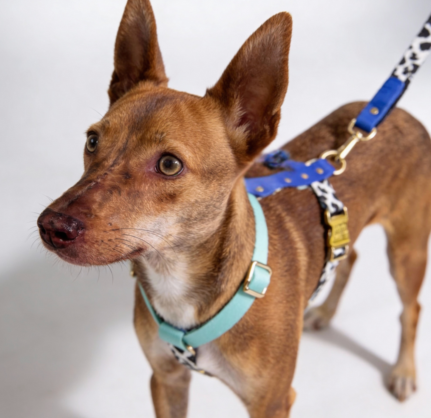Hundegeschirr Blueberry